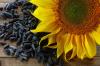 6 výhody semien slnečnice