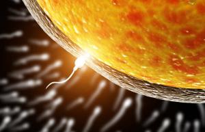 Vajíčko vyberie spermie na oplodnenie, a nie naopak: vedci