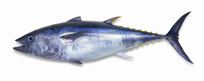 tuniak obyčajný