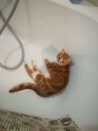 Vyhlásenie o "expertov" o nebezpečenstvách časté umývanie moja mačka určite súhlasiť :))