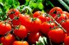 Ako správne zaviesť paradajky do stravy detí