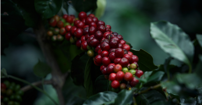 Kávové čerešne - kávové čerešne 