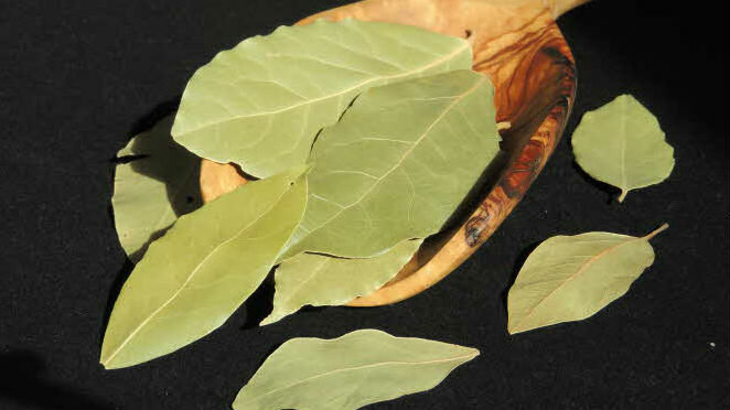 Bobkový list - bobkový list