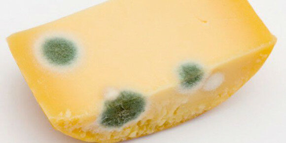 skazený syr
