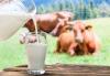 Môžem piť kravské mlieko u ľudí vo veku