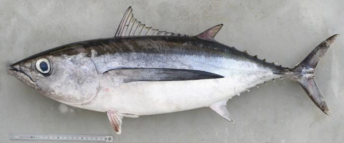 biely tuniak
