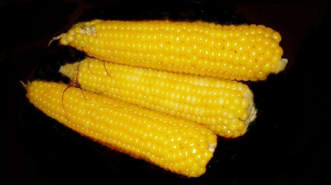 Kukurica - corn