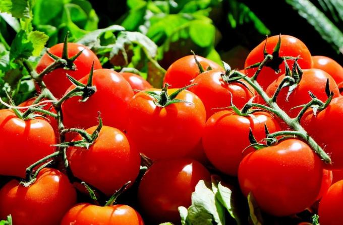 Paradajky - paradajka