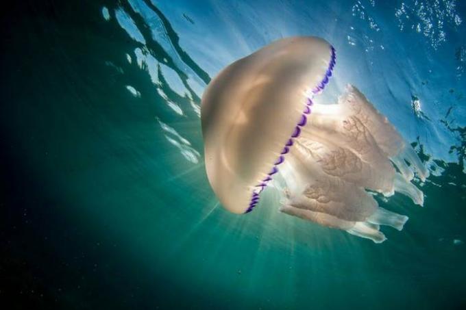 Ak medúza bodla: čo môžete a čo nemôžete robiť