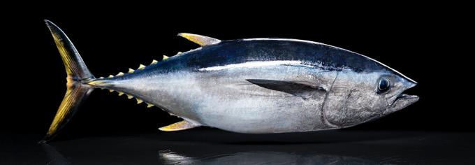 Pacific tuniak - Pacific tuniak